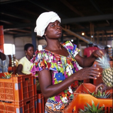 Pineapples in West Africa are destined for European markets